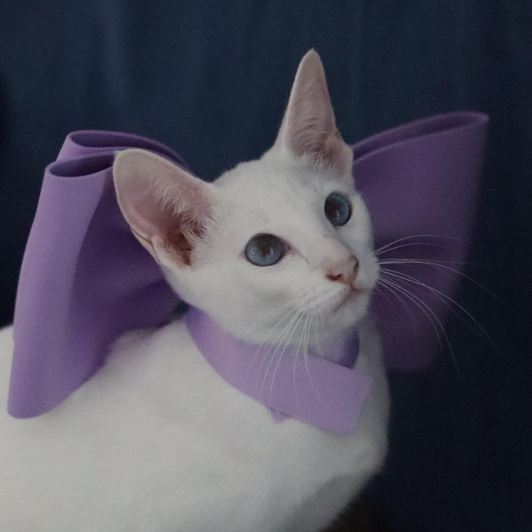 可爱多是俩猫