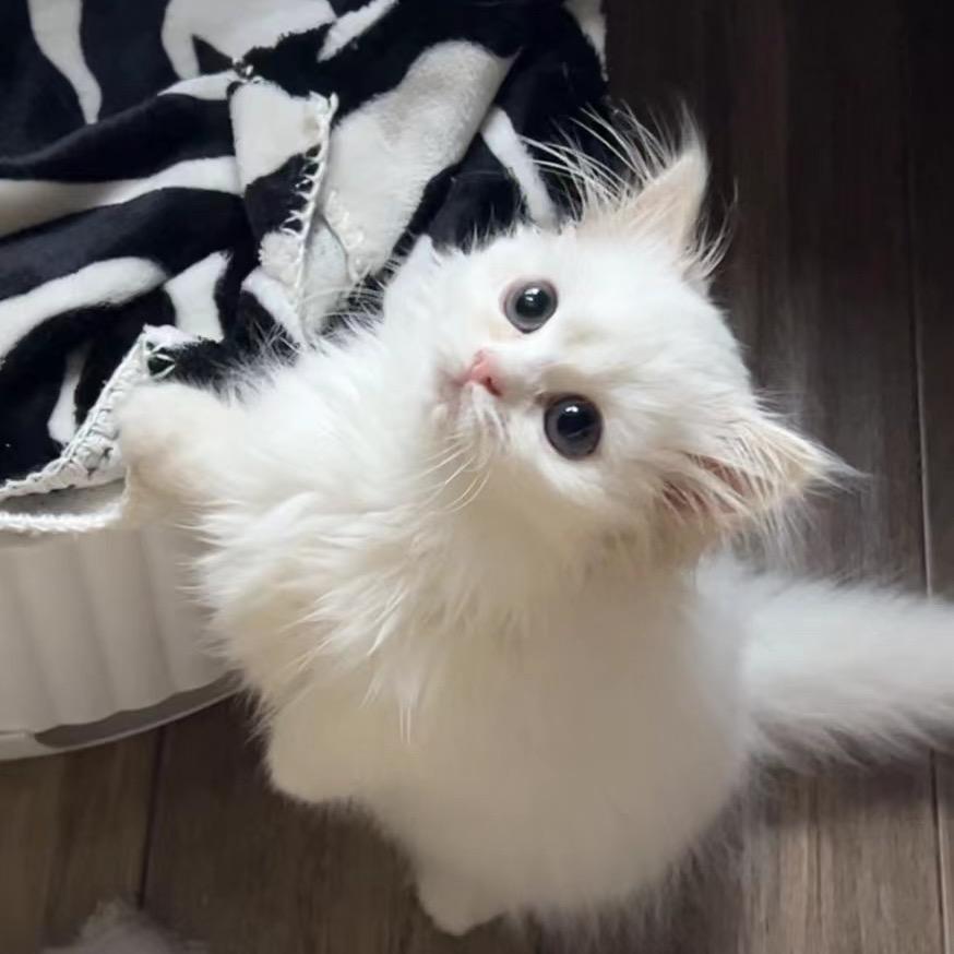 懒瓜