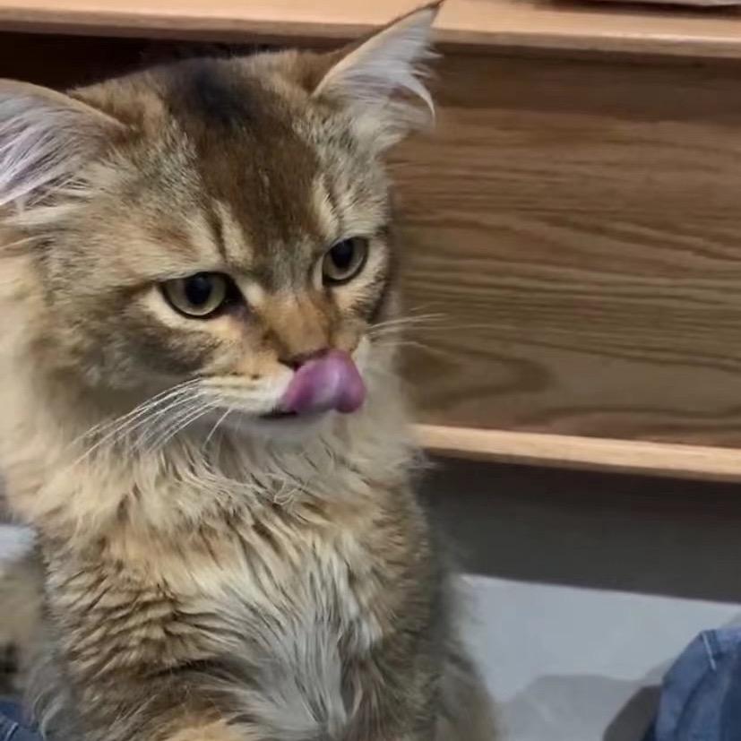 员外的觅食人生