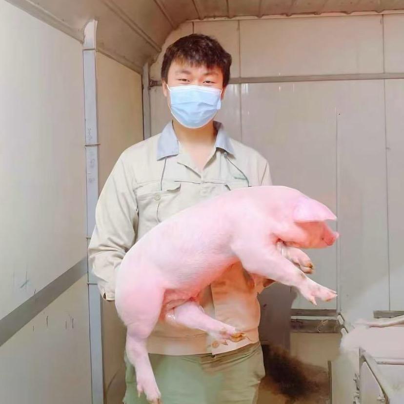 阿庄猪事通