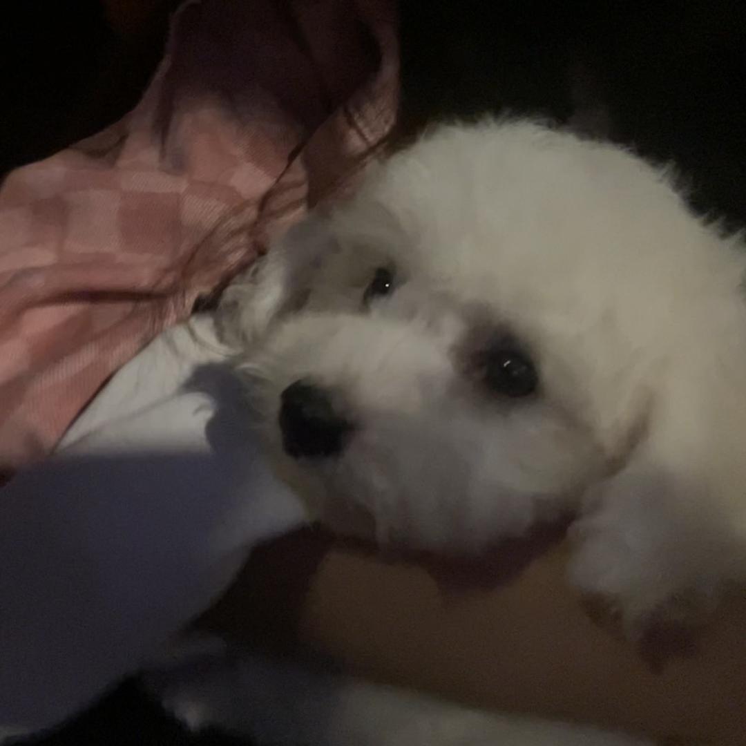 稚九_