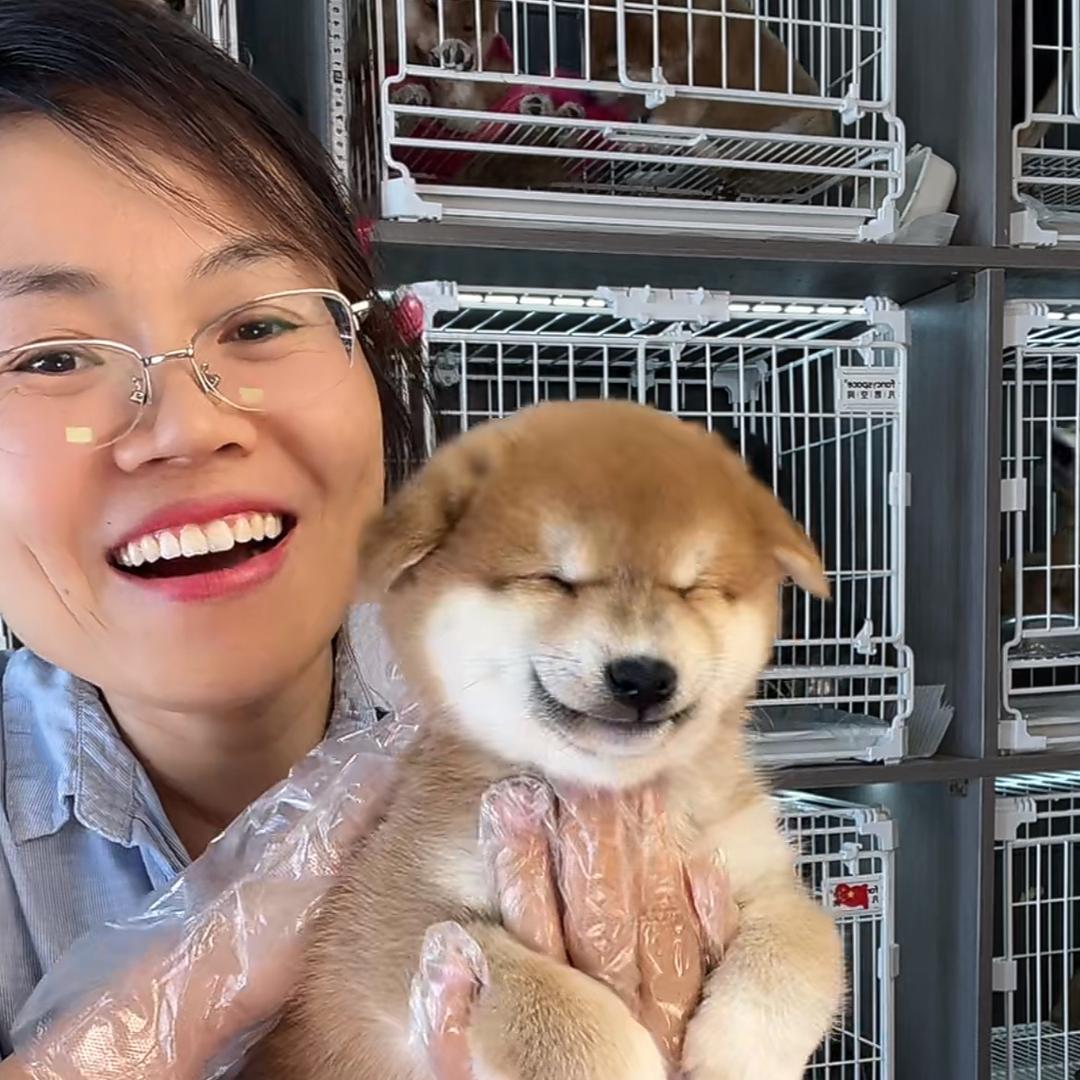 飞飞养柴豆柴 柴犬犬舍