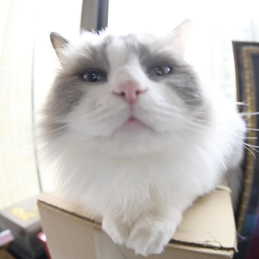 猪胖蹄