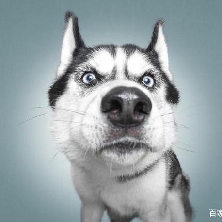狗少