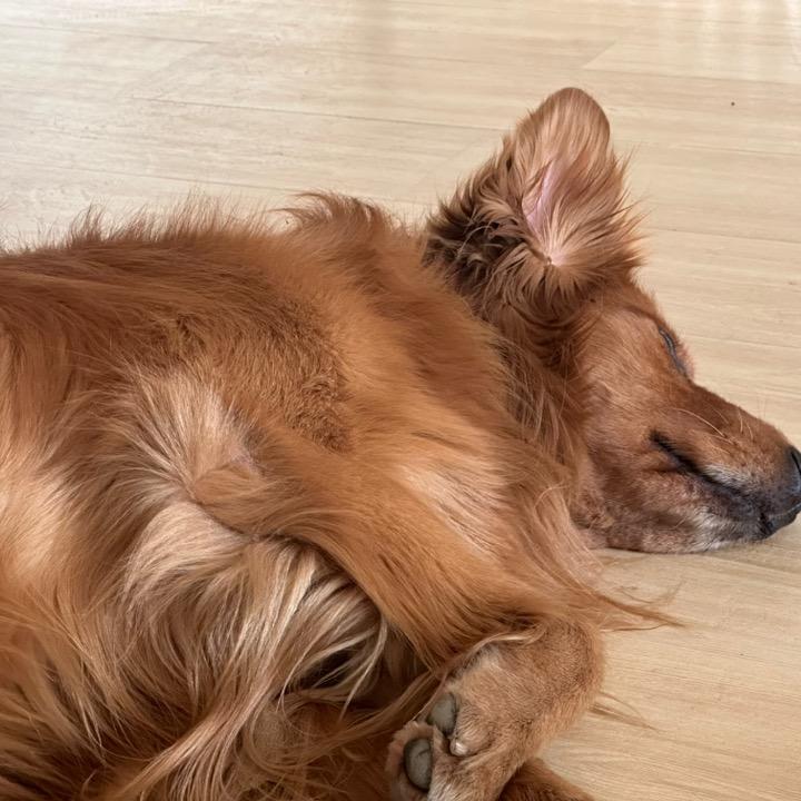 不会打麻将的毛豆
