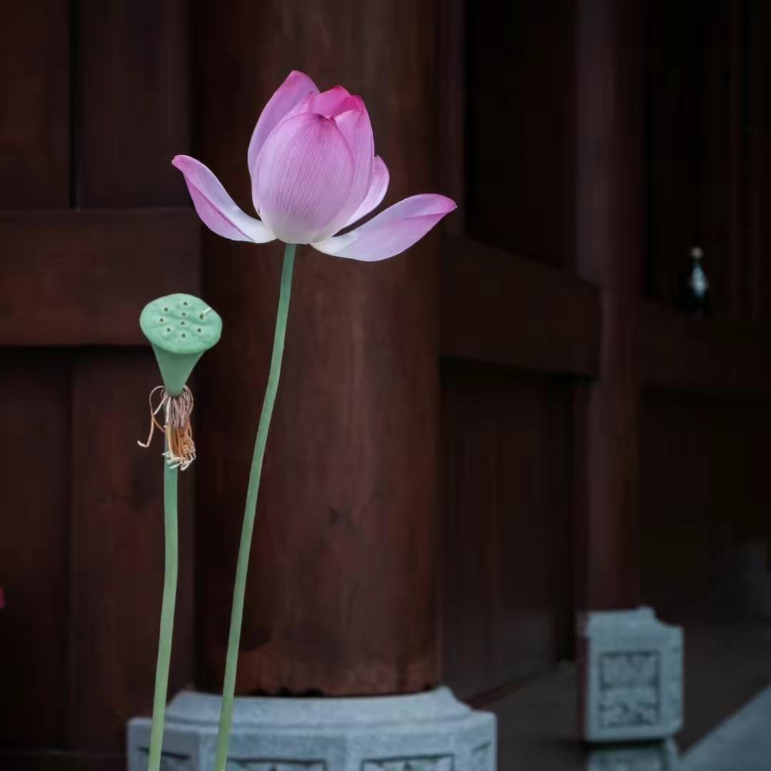 宝慈