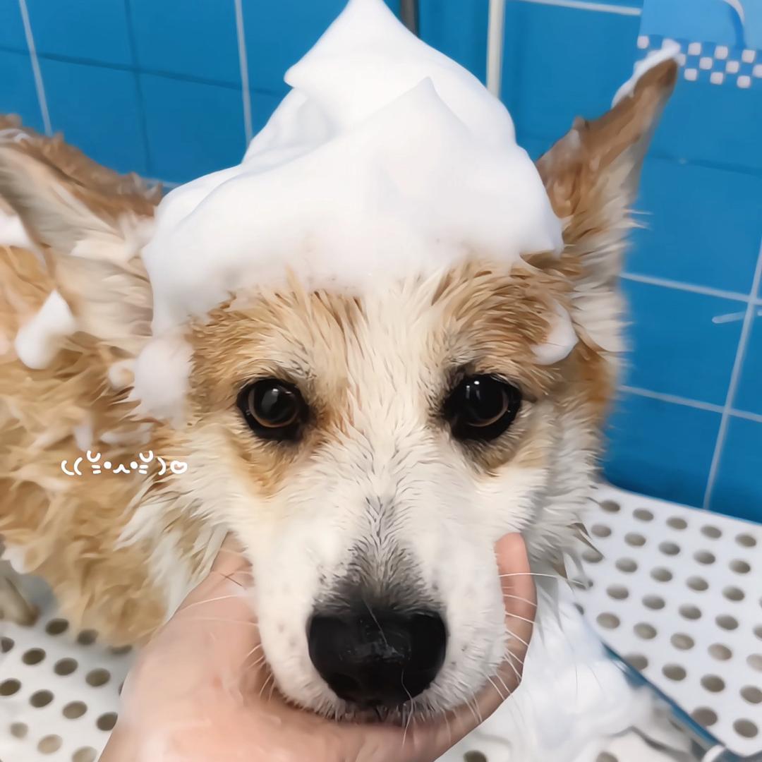 拼坏饭福利官