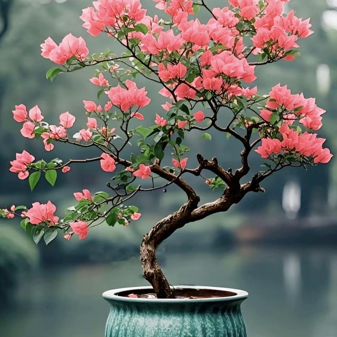 纤艺品种三角梅