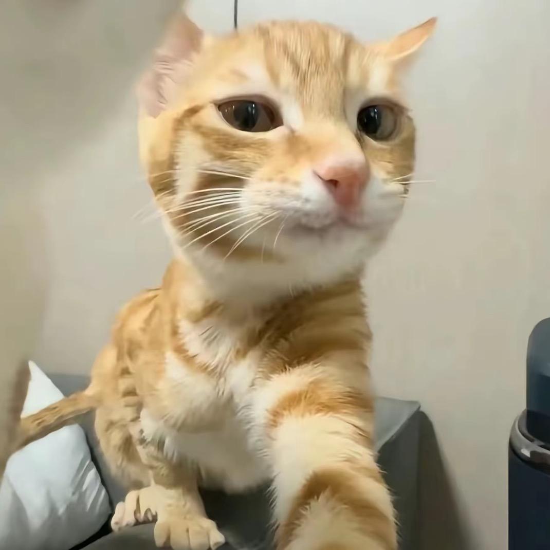 不是美食家