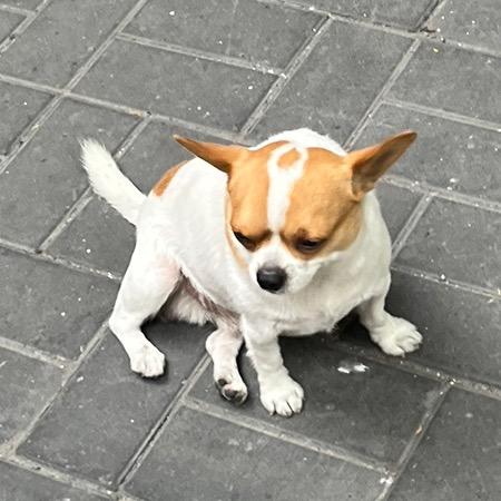 一小块麦辣鸡