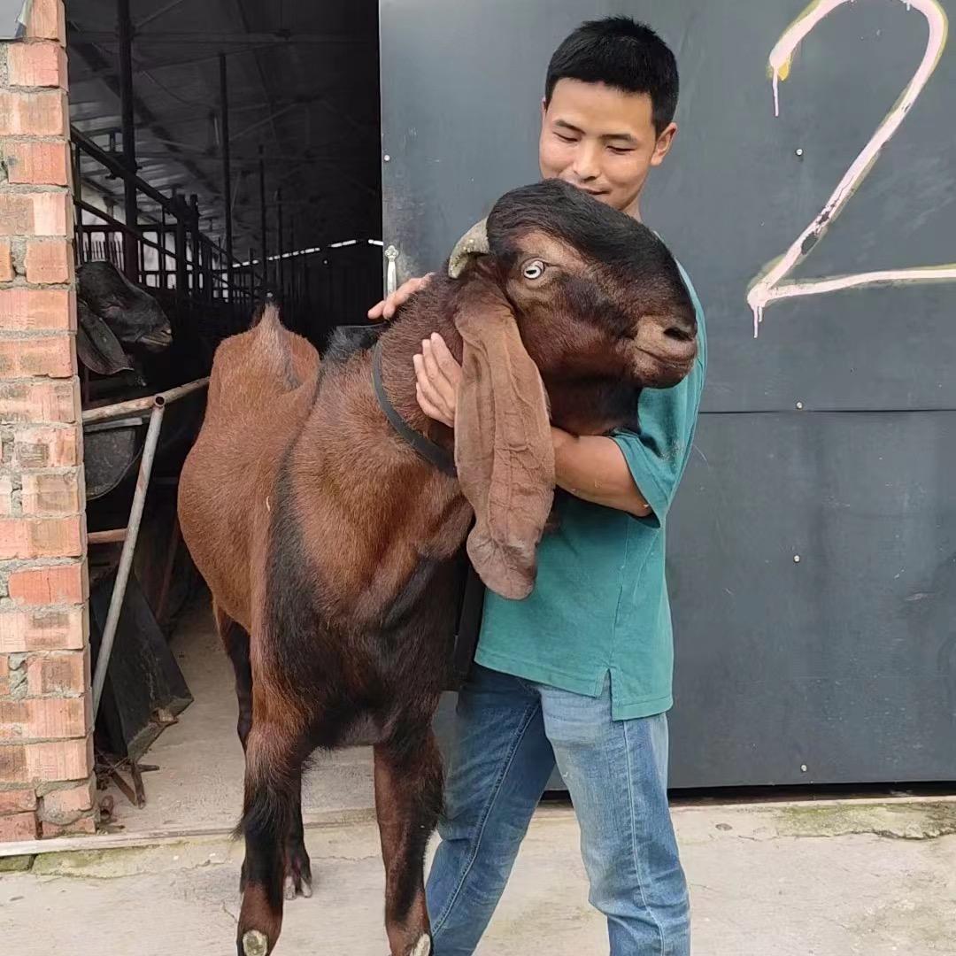 沐风大耳羊