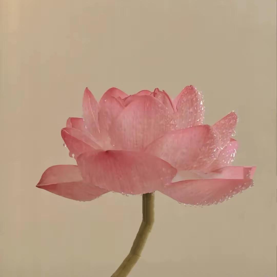 @🌴香草拿铁☕️🐬