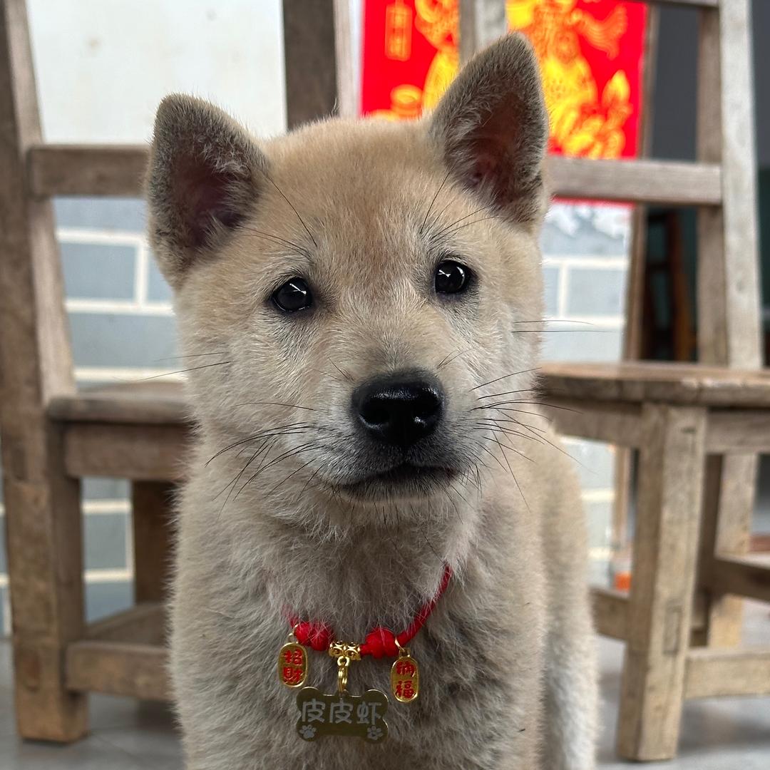 皮皮的成长日记🐶