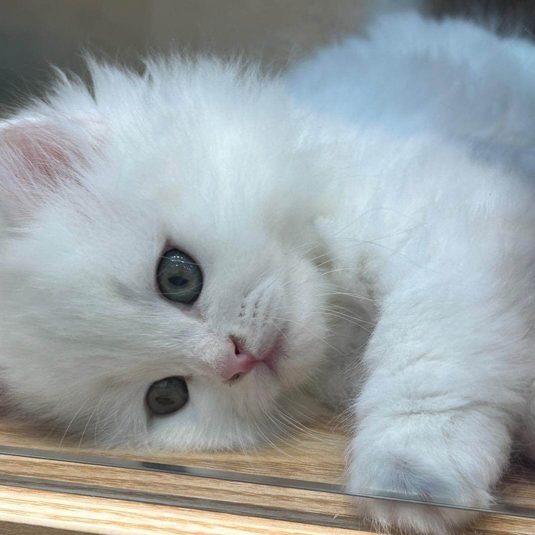 脆脆的不拿拿🍌