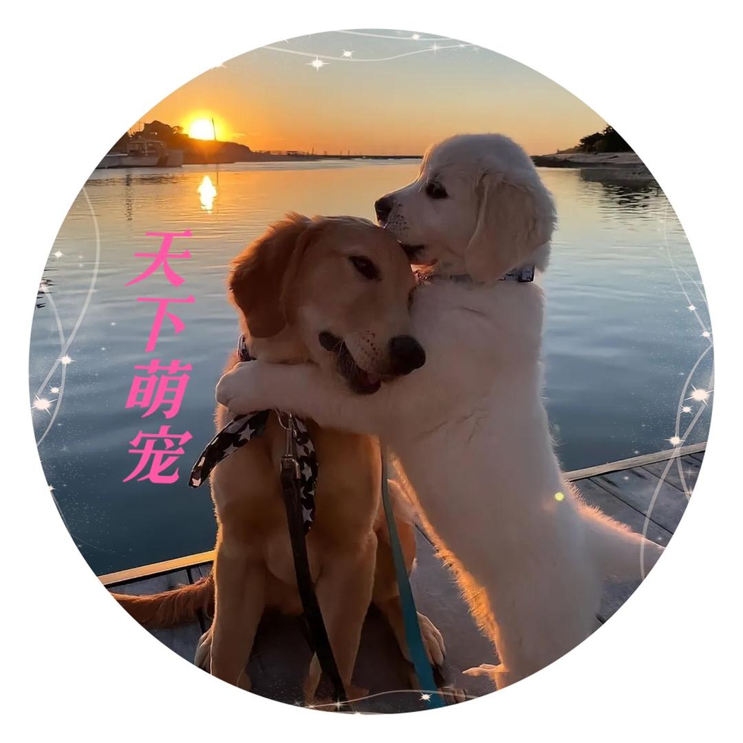 天下萌宠