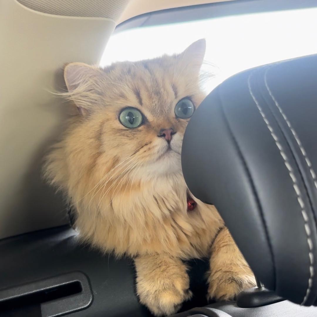 不吃鱼的猫猫