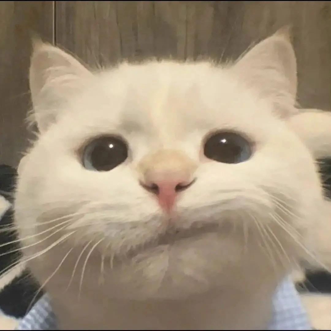 快俩百斤的猪🐷
