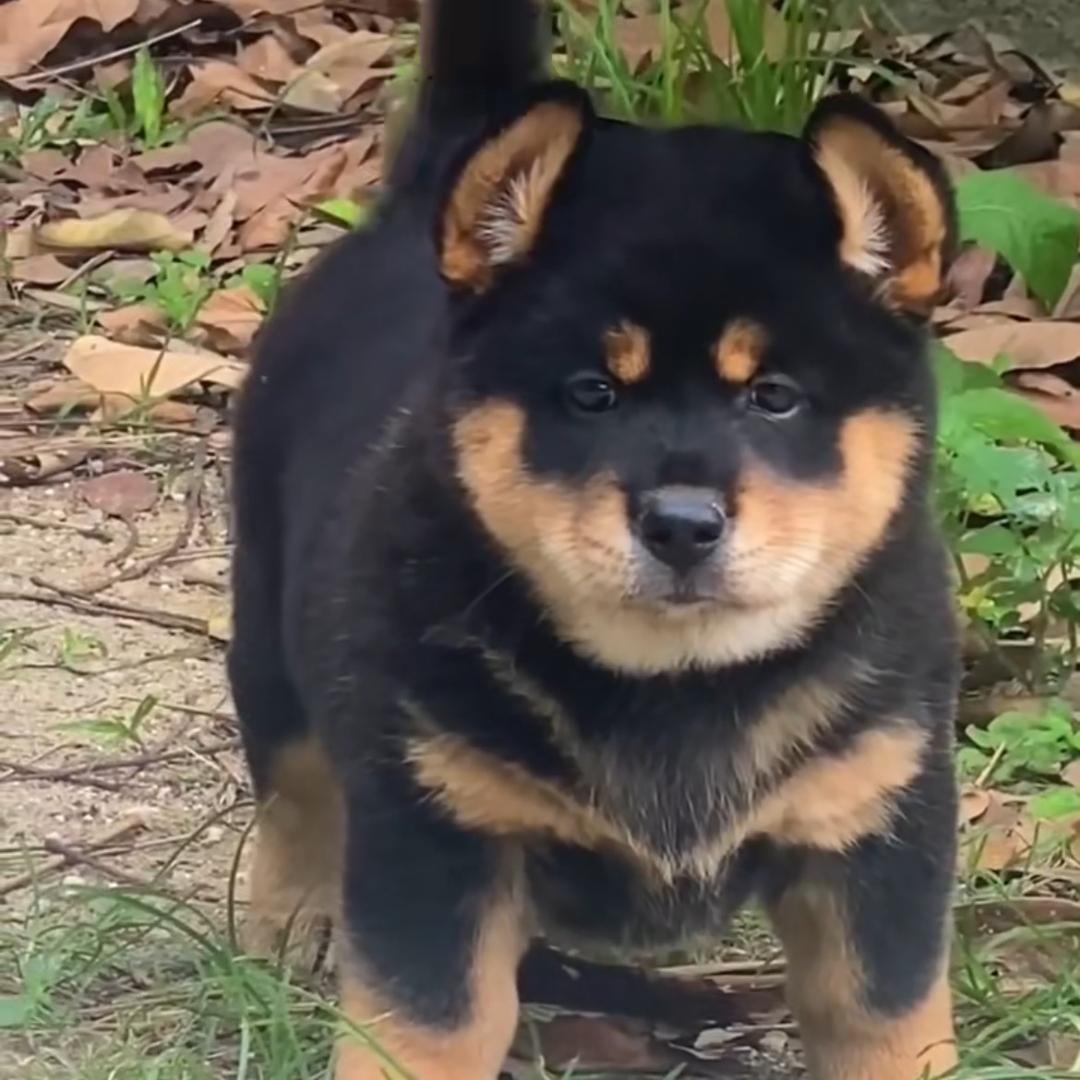 马爹（琦琦慧楠杜培源余茵秋元浩子以豪方文