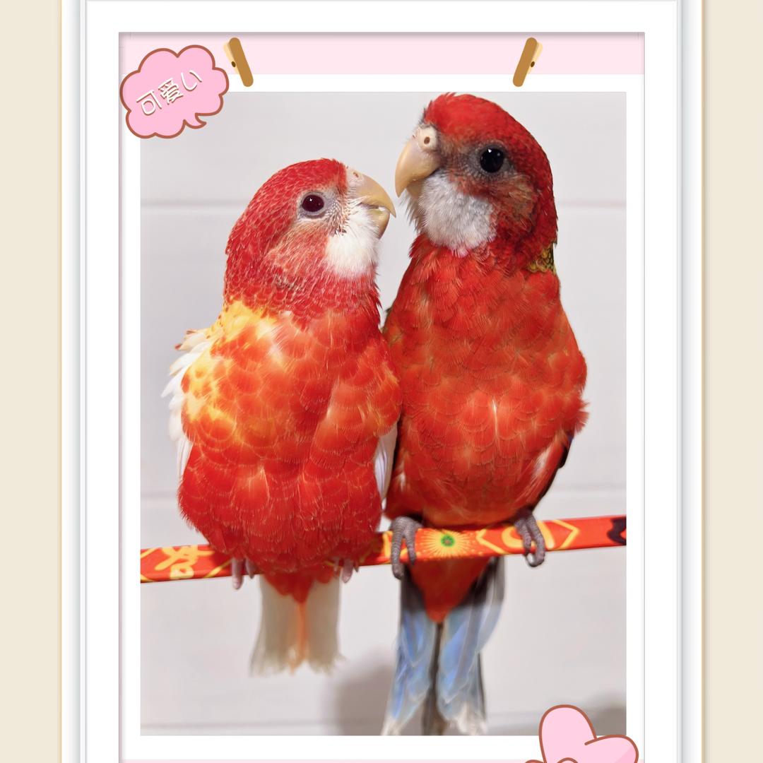 飞翔吧，小鹦🌈☀️