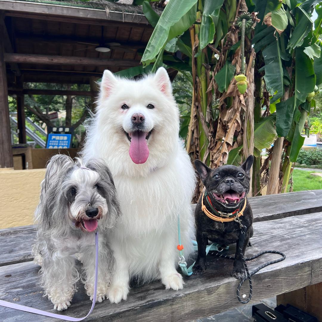 一森的阿汪阿喵