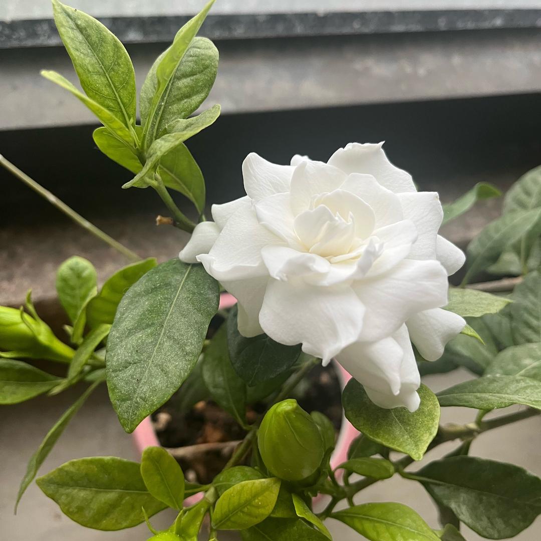 娃娃菜