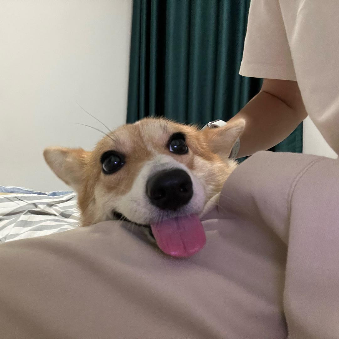 弱智吧吧主