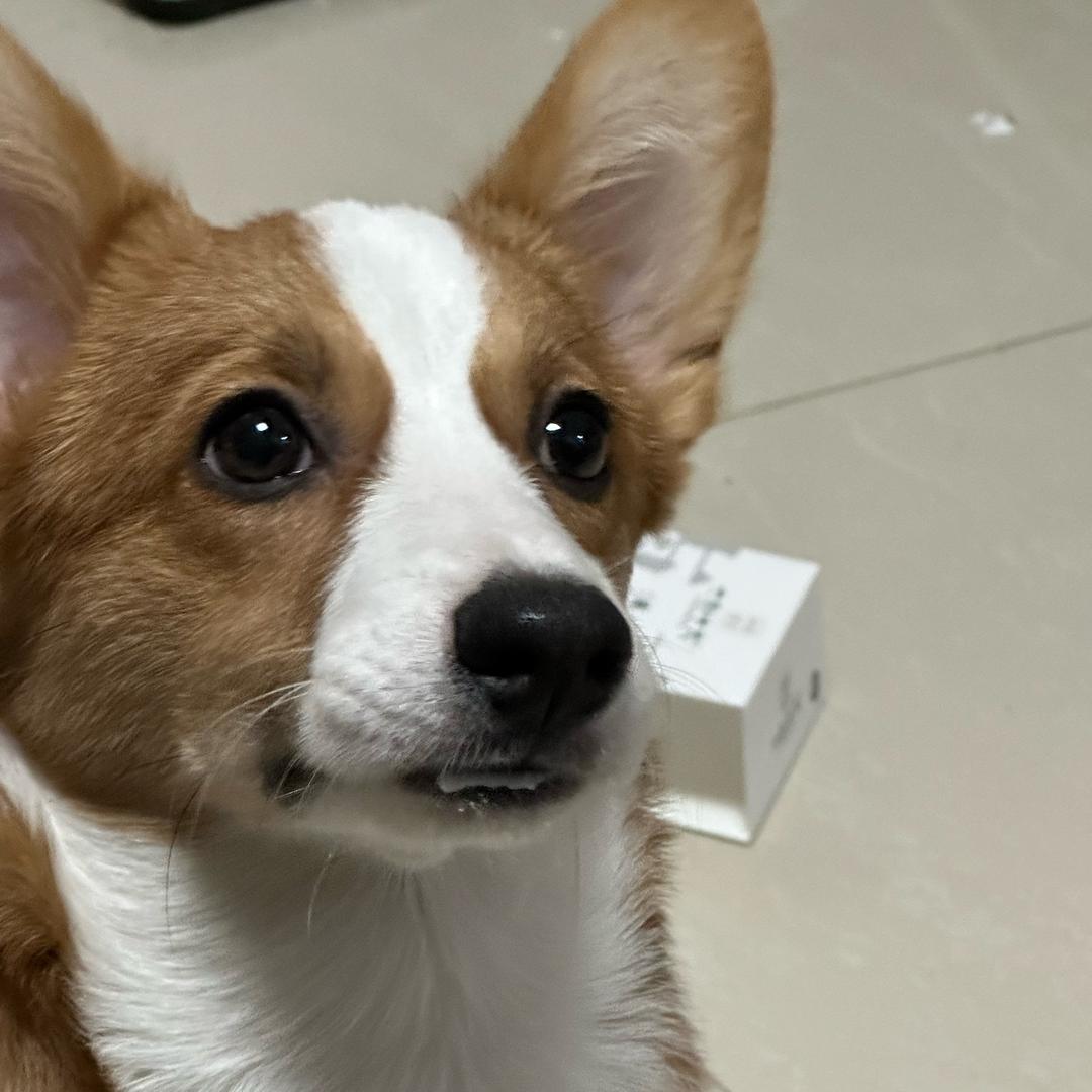 罐罐是只小柯基