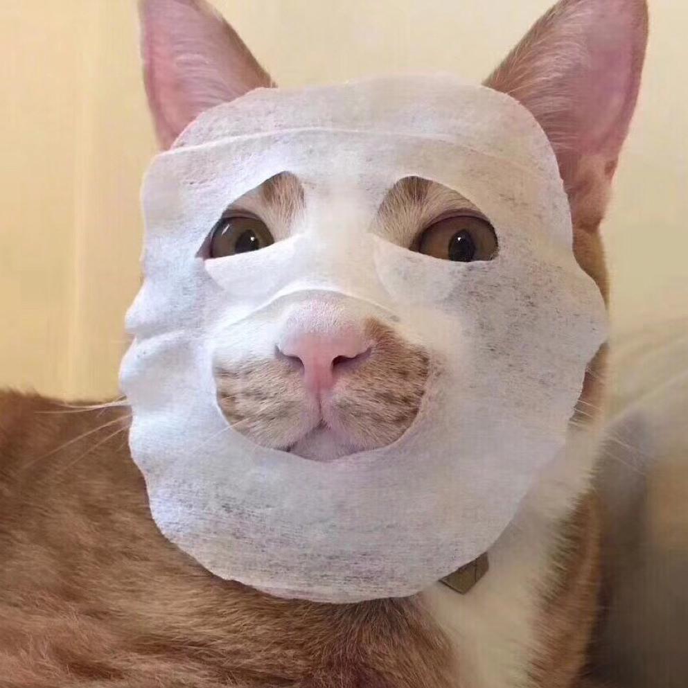 🐷猪猪鱼