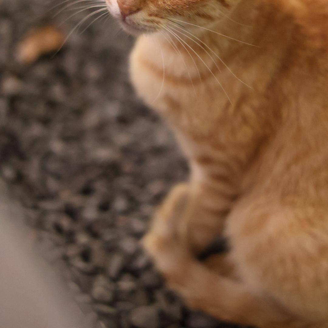 怎么还不开饭.🫠