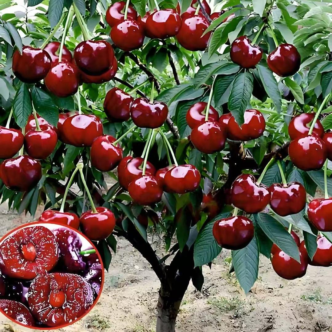 车厘子🍒明天到