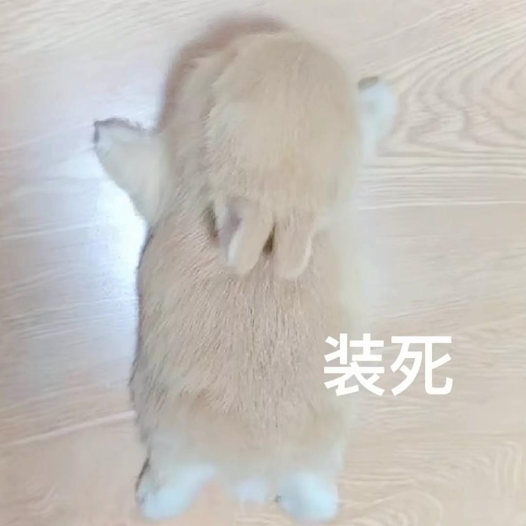 我每天只想睡觉