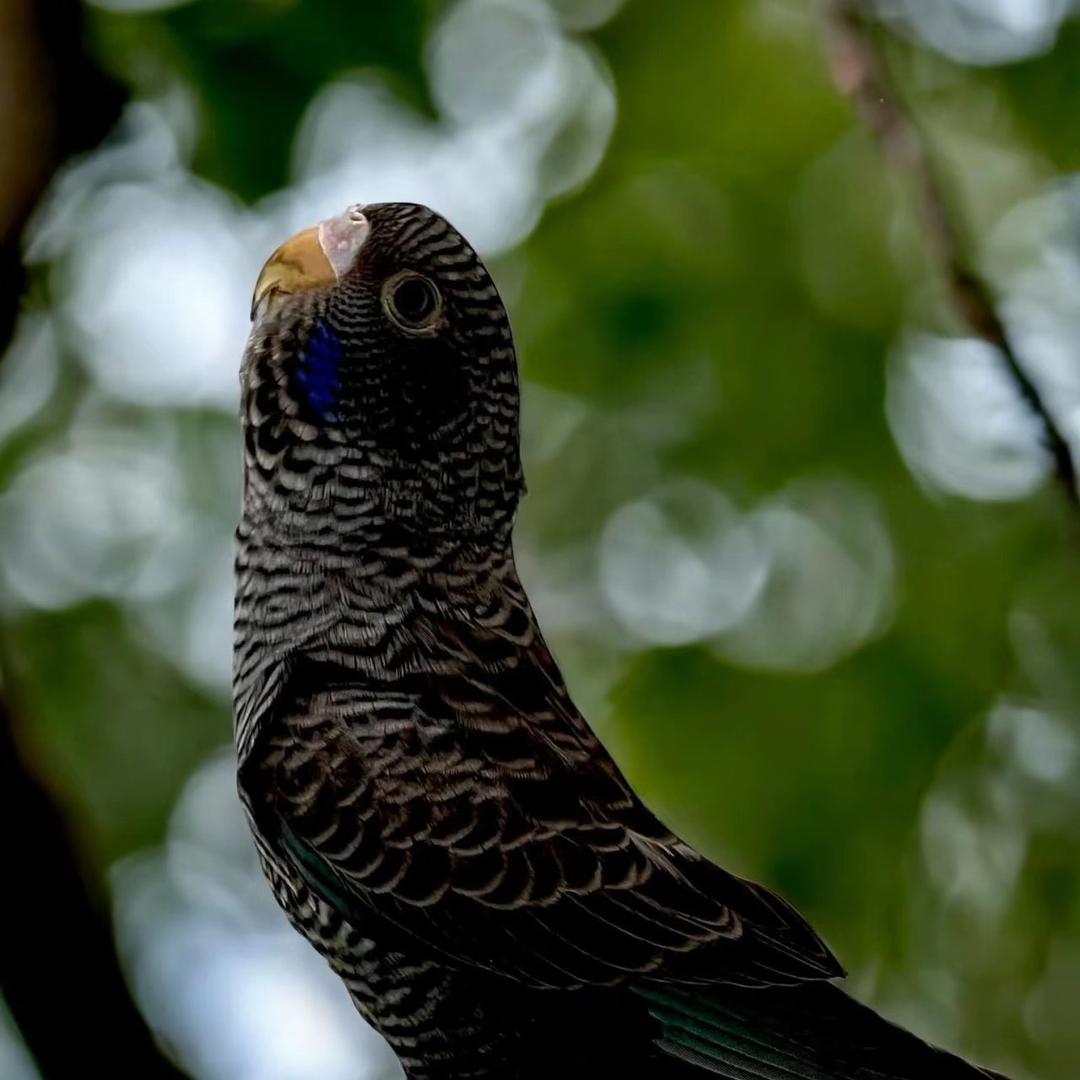 海棠养殖（鹦鹉源头）