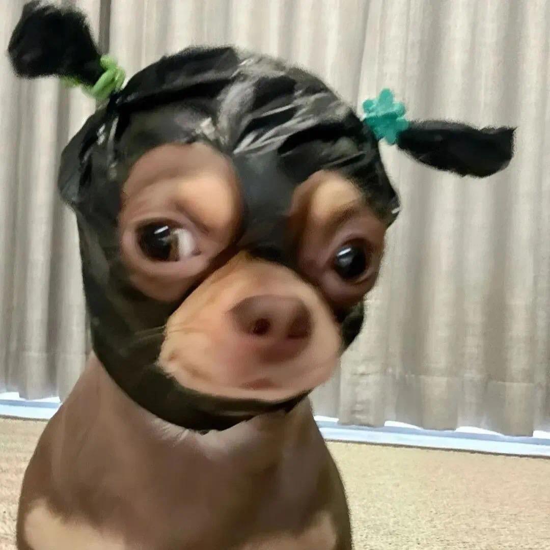 芋圆不圆