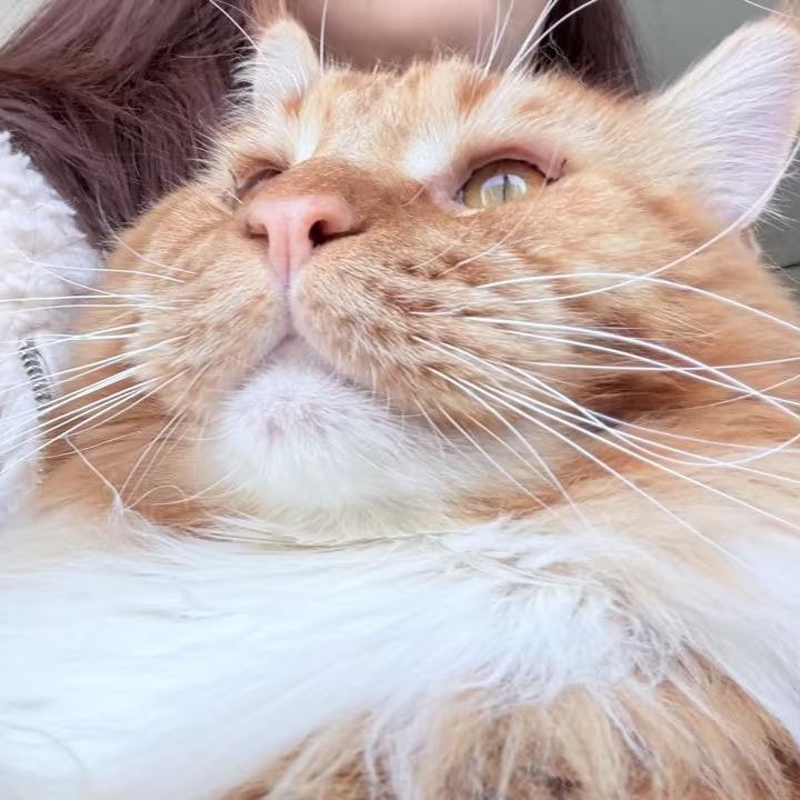 泡芙是个大脸猫