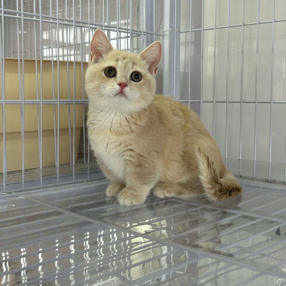沈阳猫舍