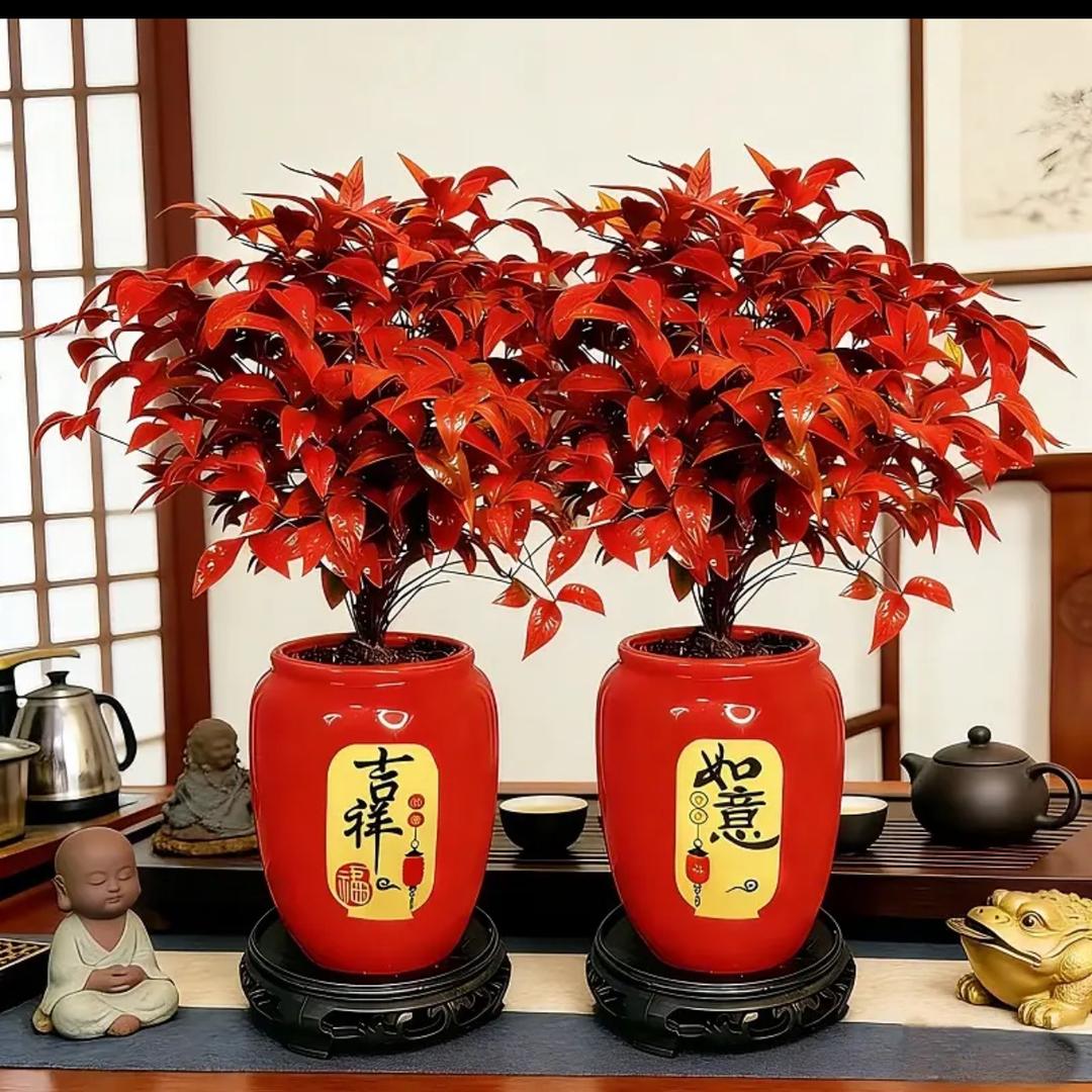 一亩花田桌面盆景