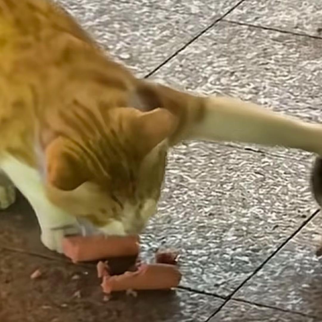 不嗑lm割你脚趾