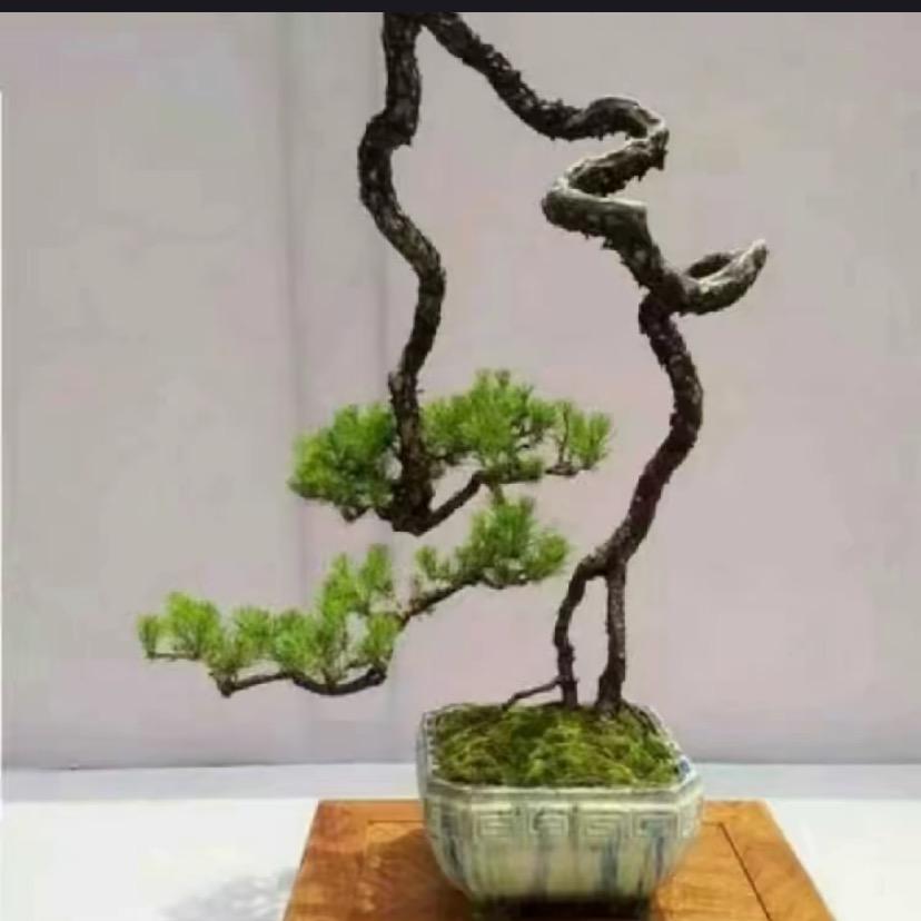 鑫六金松柏盆景园