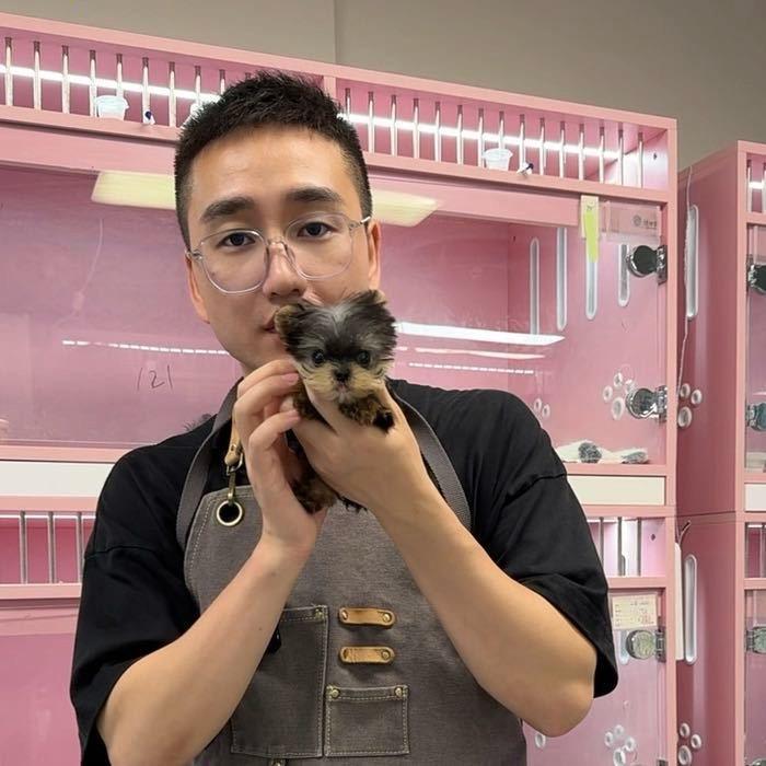 杭州约克夏之家磊哥萌宠