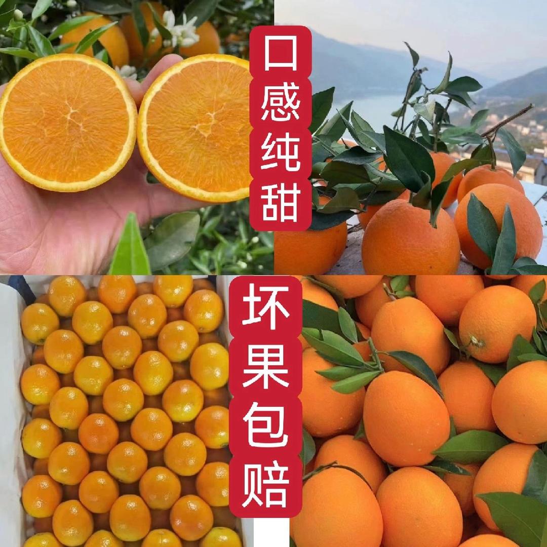 王芳橘橙柚产地供应
