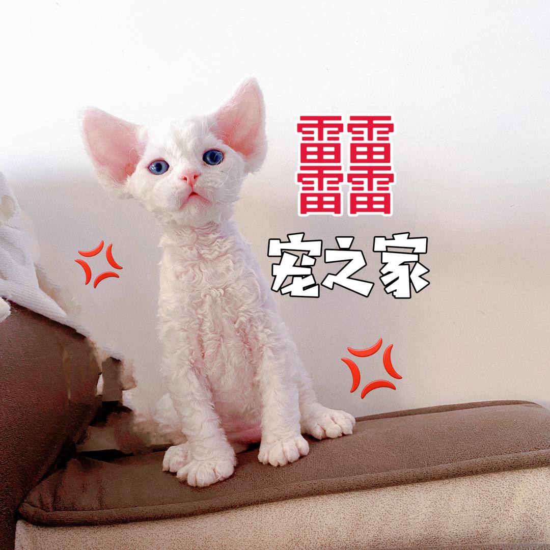 小䨻家-德德