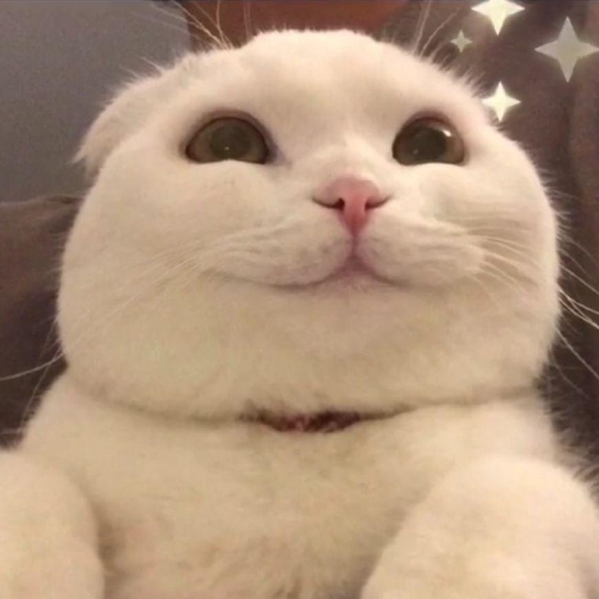 红喵设计
