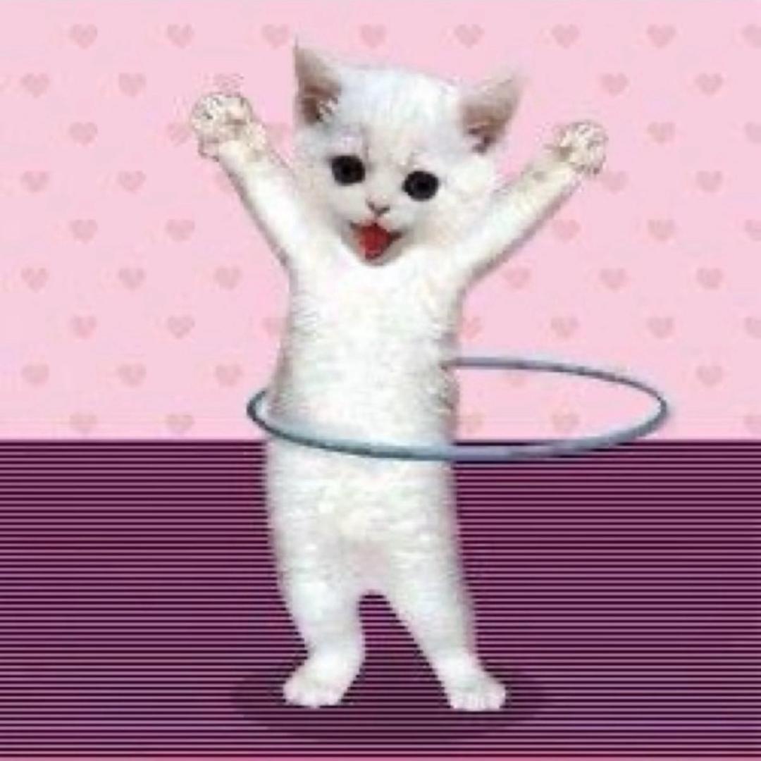 油猫饼（摆烂版