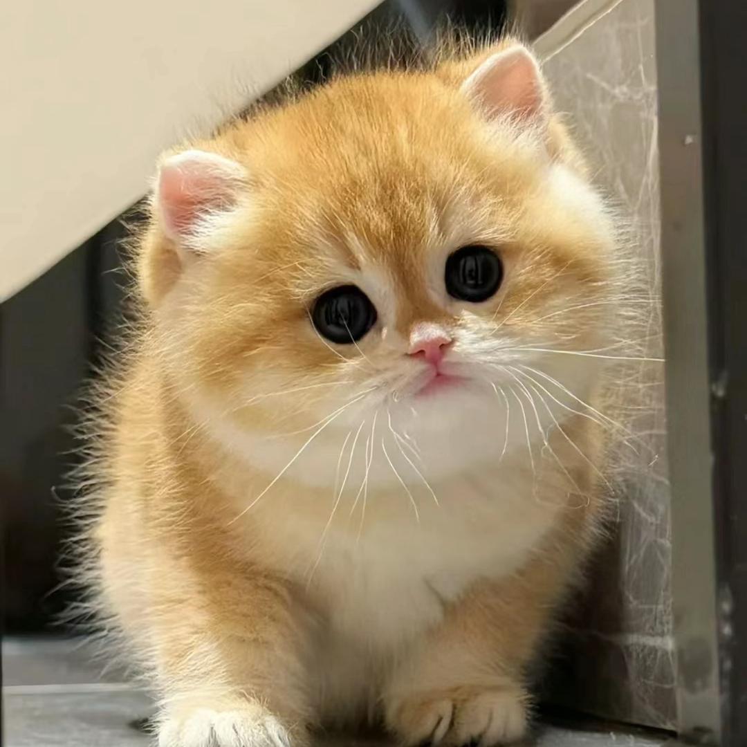 财宝家的猫舍