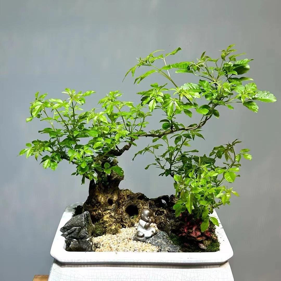 诗文花卉绿植