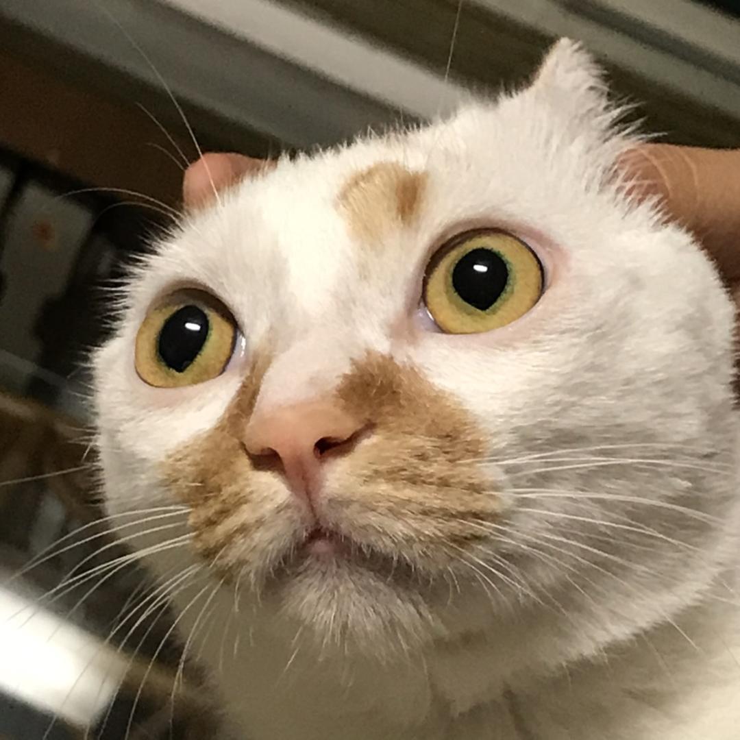 要不要加冰？
