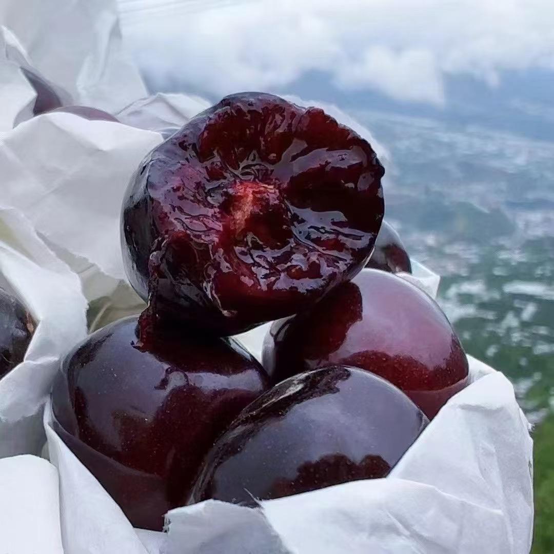 汉源大樱桃代买