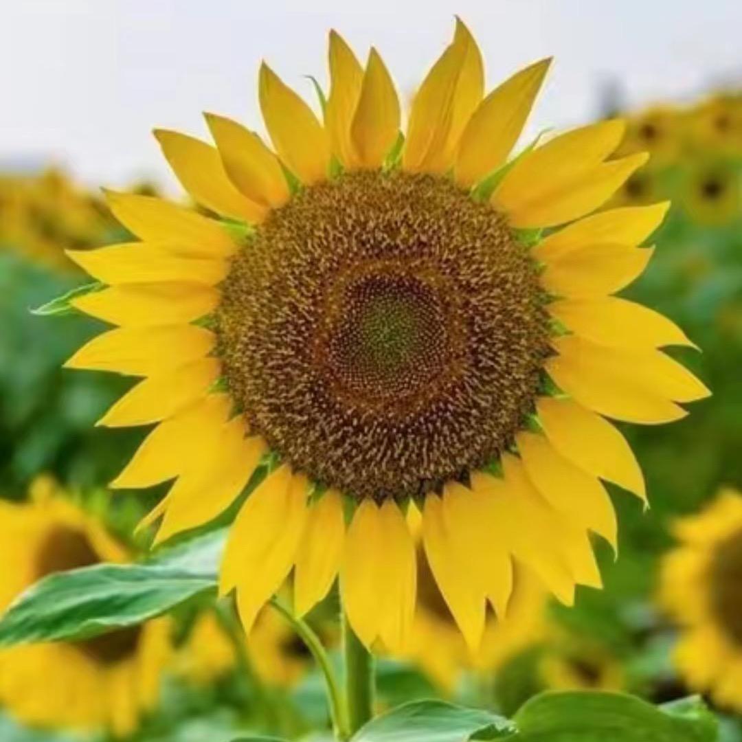 常德乡村振兴馆（李芳）