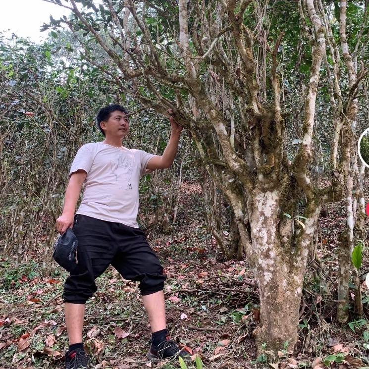 佳茗茶叶