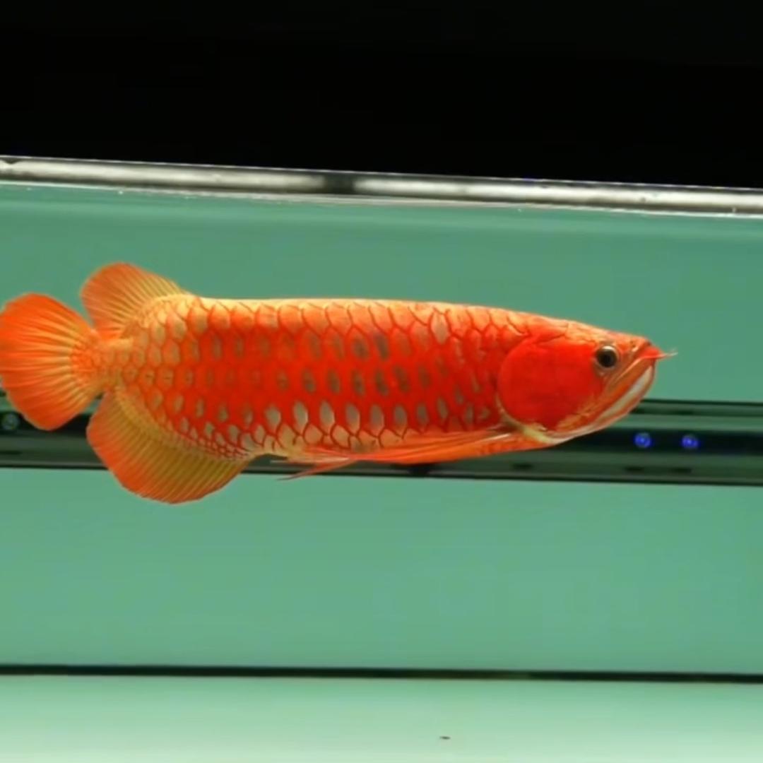 龙虎天地水族馆
